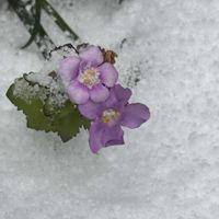 バコパ,バコパ,マンリョウ(万両),マンリョウ(万両),観音竹(かんのんちく)の画像