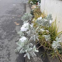 シロタエギクの画像