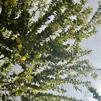 ミモザ,パールアカシア,庭木,花木,シンボルツリーの画像