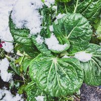 コマツナ,小松菜の画像