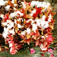 火祭り,多肉植物,花のある暮らし,緑のある暮らし,iPhone撮影の画像