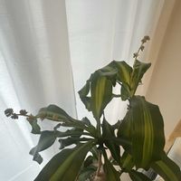 ドラセナの画像
