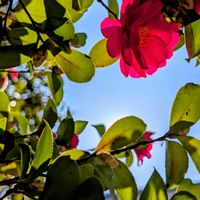 サザンカ,山茶花,お花,そら,サザンカ(山茶花)の画像