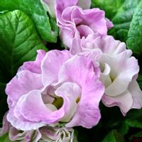 プリムラ,プリムラ,お出かけ先にて,花のある暮らし♡,チーム・ブルーの画像