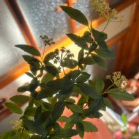 コデマリ,植物のある暮らし,ナチュラルスタイル,ナチュラルな庭づくりの画像