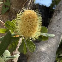 バンクシア,熱海　お宮緑地の画像