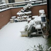 洋ランいろいろ,洋蘭,開花中,室内管理,洋ラン栽培奮闘記の画像