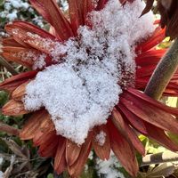 ガーベラ,花のある暮らし,雪❄,いつも、いいね!ありがとうございます(*´`)♡,2020同期の画像