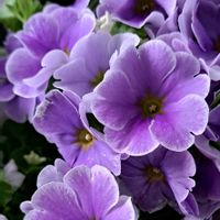 プリムラ・オブコニカ,おうち園芸,放ったらかし隊,玄関アプローチの画像