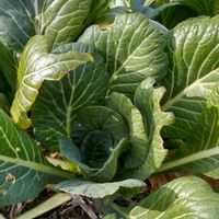 コマツナ,家庭菜園の画像