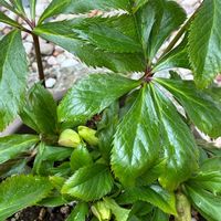 クリスマスローズ,鉢植え,地植え,つぼみ,ウォーキング中の画像