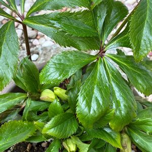 クリスマスローズ,鉢植え,地植え,つぼみ,ウォーキング中の画像