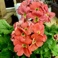 葉牡丹,葉牡丹,プリムラオブコニカ,プリムラオブコニカ,お花屋さんの画像