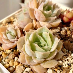 オウンスロー,多肉植物,葉挿し,多肉初心者,ベランダ多肉の画像