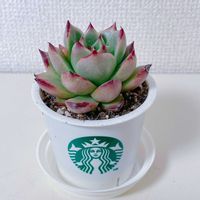 ベロニカ,多肉植物,エケベリア属の画像