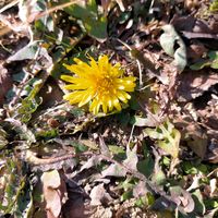 タンポポ,お出かけ先の画像