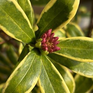 ゼラニウム,斑入り沈丁花,花のある暮らし,GSに感謝。,繋がりに感謝✨の画像