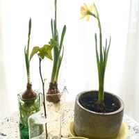 スイセン,水耕栽培,のんびり過ごそう,ミニ水仙 ティタティタ,ユーミンつながりの皆さんに感謝の画像
