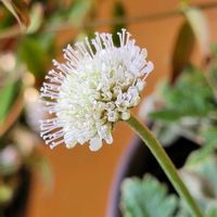 スカビオサ,クレロデンドルム　ブルーウイング ,姫小菊,スカビオサ  白ときどき桃,北海道の画像