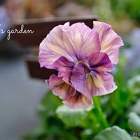 パンジー,ビオラ,絵になるスミレ・パルム,ビオラ マーブル,ベランダガーデンの画像