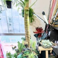 ドラセナ,パラオ ドラセナ,ドラセナパラオ,ドラセナパラオの画像