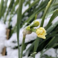 スイセン,新雪,雪中花,キュンキュン乙女倶楽部,春よ来いの画像