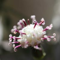 ドルフィンネックレス,多肉植物,多肉初心者,癒される,かわいい♡の画像