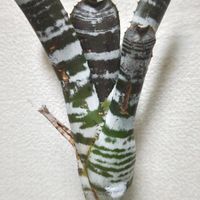 エクメア　チャンティニー,タンクブロメリアたち,タンク ブロメリア,観葉植物,ブロメリアの画像