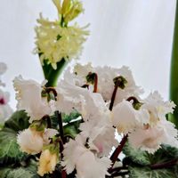 クリスマスローズ,サンジソウ,シクラメン,スイセン,ヒヤシンスの画像