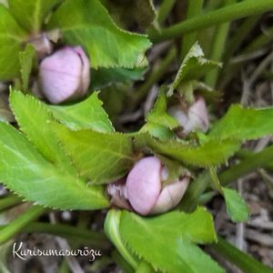 クリスマスローズ,花芽,しぞーか勢,3種類,バラと夢CLUBの画像