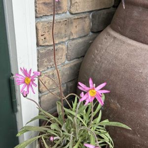 ローレンセラ,ピンクの花,ズボラガーデナー,玄関の画像