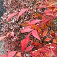 ナンテン,サツキ,レモンの木,バラ♪,おうち園芸の画像