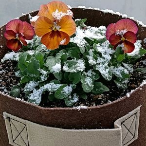 バルコニー/ベランダ,玄関の画像