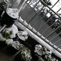 だいこん,土壌改良,おおきくなったね♡,日々の成長を記録記録！^ ^,小田原市の画像