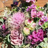 アリッサム,クローバー,ネメシア,ハボタン,アイビーの画像