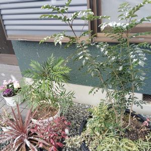 雪の庭,玄関アプローチ,庭の画像