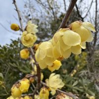 蝋梅,ソシンロウバイ(素心蝋梅),開花,庭木・花木の画像