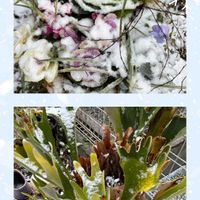 ビカクシダ,寄せ植え.,花のある暮らし,チーム愛知,GSアダルトチームの画像