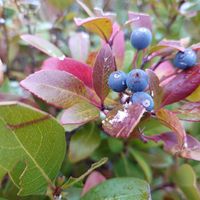 シャリンバイ,道草の画像