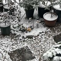 アゲラタム,マリーゴールド,ミルフル,庭の画像