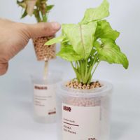 シンゴニウム,観葉植物,底面給水,観葉植物のある暮らし,リサイクルコーンの画像