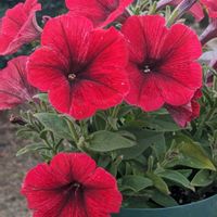 こぼれ種,種まき,綺麗,よく咲くペチュニア,庭の画像