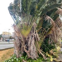 タビビトノキの画像