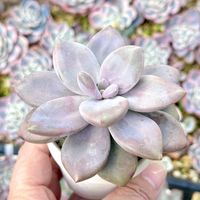 グラプトベリア ムラサキ,成長記録 ムラサキ,神奈川タニラー,多肉男子,バルコニー/ベランダの画像