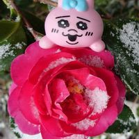 サザンカ,ハートカズラ斑入り《レディハート》,ずっと一緒,あなたを忘れない,ネックレスの日の画像