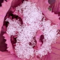 サルスベリ,ハボタン,キチジョウソウ,コアジサイ,野鳥（ヤマガラ）の画像