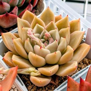 多肉さん,多肉大好き,多肉植物のある暮らし,ベランダ,玄関アプローチの画像