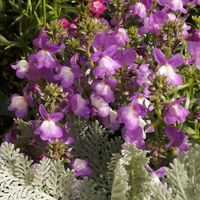 リナリアの画像