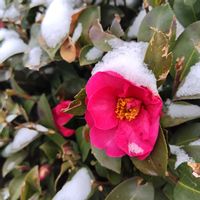 サザンカ,ツワブキ,花のある暮らし,緑のある暮らし,植物のある暮らしの画像