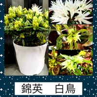 ツツジ,蕾が開いて来ました,錦英　白鳥,リビング・ダイニングの画像